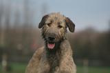 IRISH WOLFHOUND 291